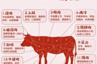 小牛体重解析：初生至成年的斤两变化
