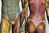 腹肌数量之谜：科学解析人体核心肌群构成与锻炼真相