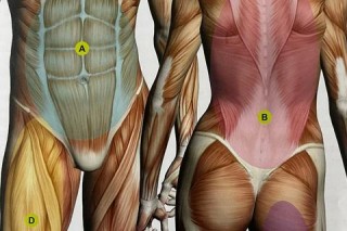 腹肌数量之谜：科学解析人体核心肌群构成与锻炼真相