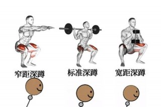 俯卧撑VS深蹲：力量训练与肌肉刺激效果全方位对比