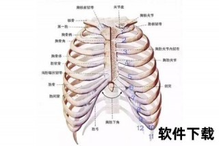 肋部疼痛位置解析：腋下至第十二肋的解剖指南
