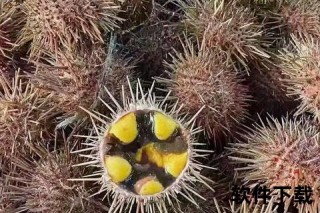 海胆霞由来-丁霞因海胆扎脚花600美元治疗得名趣闻
