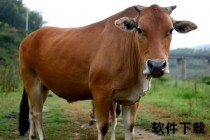 名中带'牛'实非牛-揭秘动物与词汇背后的命名趣谈