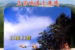 乡土直播新浪潮：土什么揭秘原生态生活与地道文化