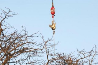 高卢鸡象征法国之因_历史沿革与文化意涵探析