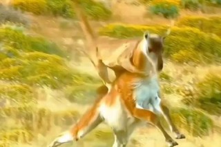 阿特拉斯2-1美洲狮：主场逆袭险胜_墨超积分争夺战味浓