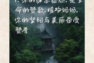 为何备受喜爱_坚韧性格与暖心魅力背后的圈粉密码